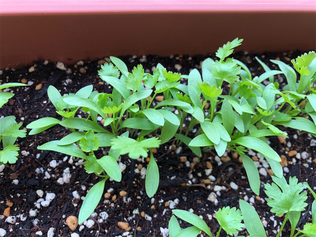 f:id:gororo2nyangororo:20201009024917j:image