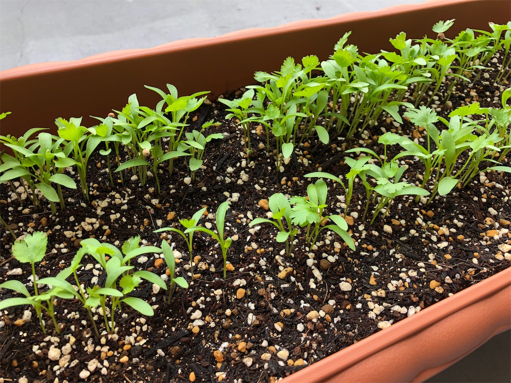 f:id:gororo2nyangororo:20201009024925j:image