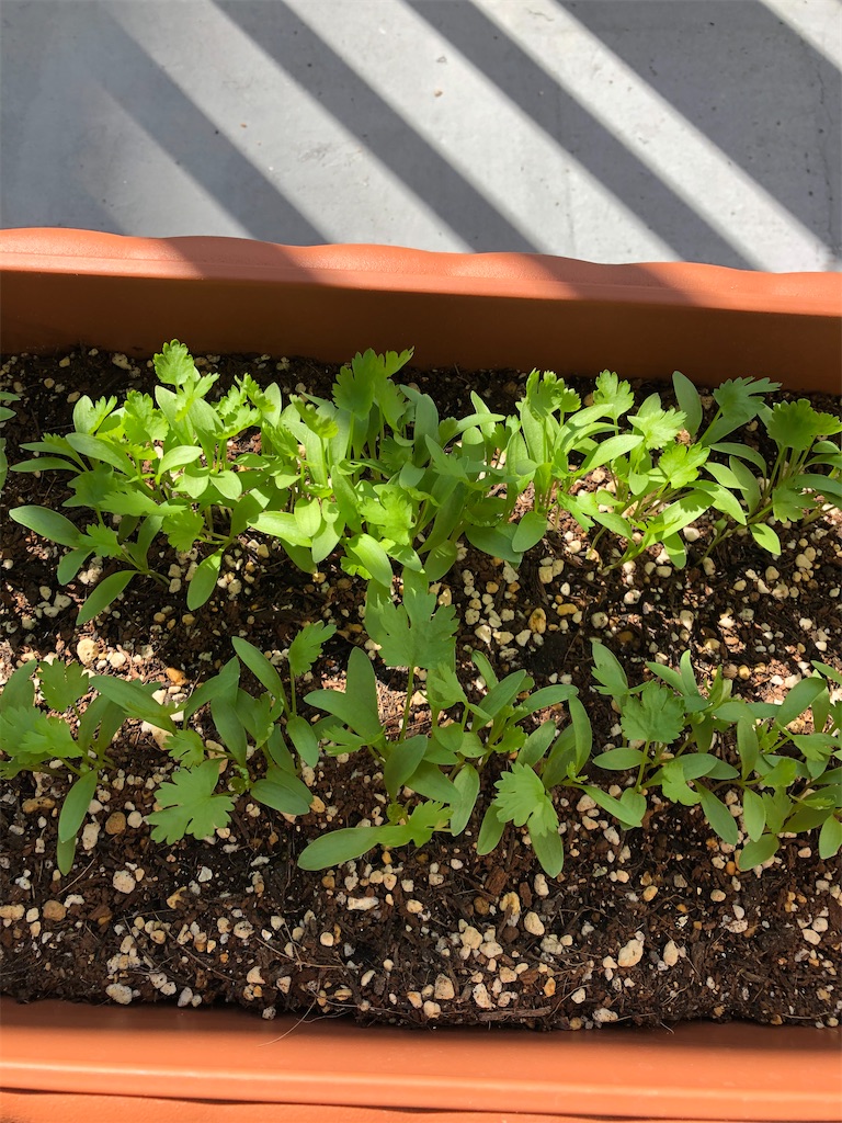 f:id:gororo2nyangororo:20201009025134j:image