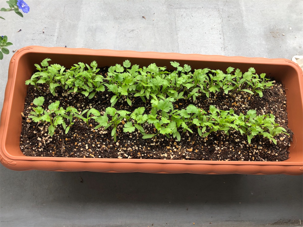 f:id:gororo2nyangororo:20201009025305j:image