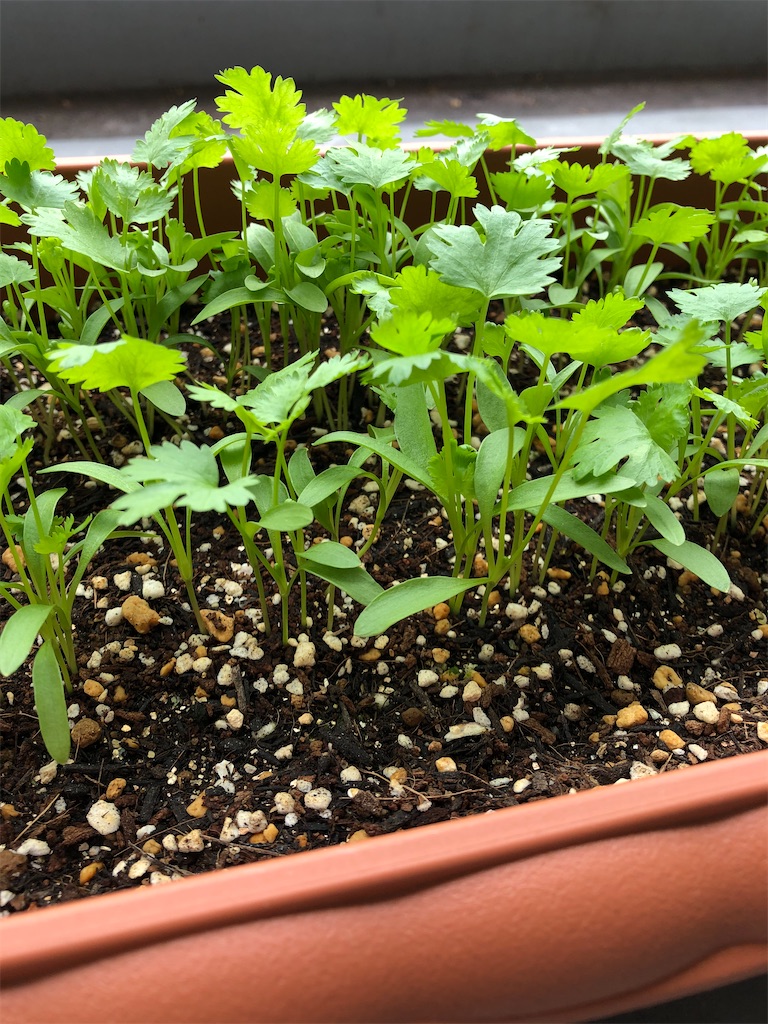 f:id:gororo2nyangororo:20201009025309j:image