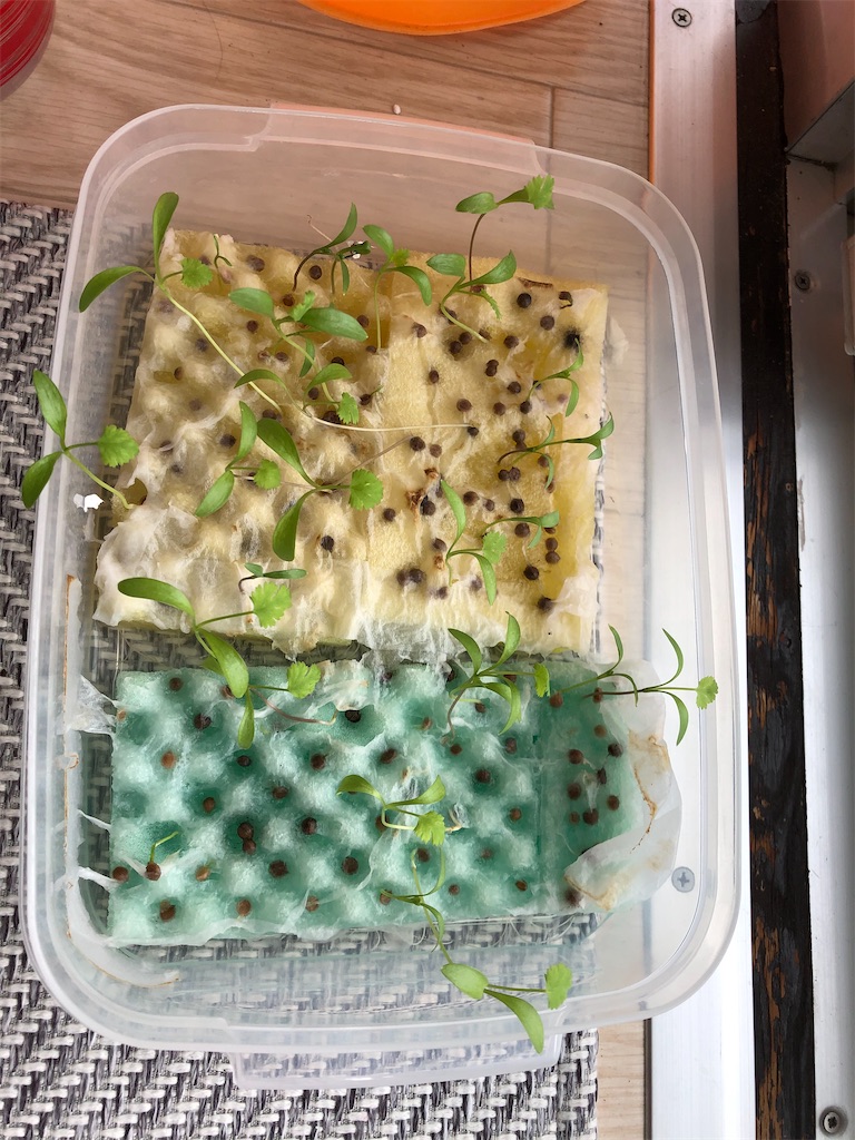 f:id:gororo2nyangororo:20201009025331j:image