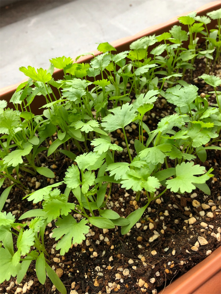 f:id:gororo2nyangororo:20201009025427j:image