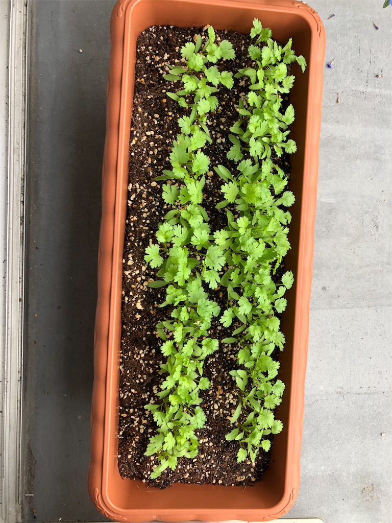 f:id:gororo2nyangororo:20201009025430j:image