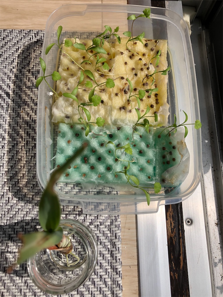 f:id:gororo2nyangororo:20201009025512j:image