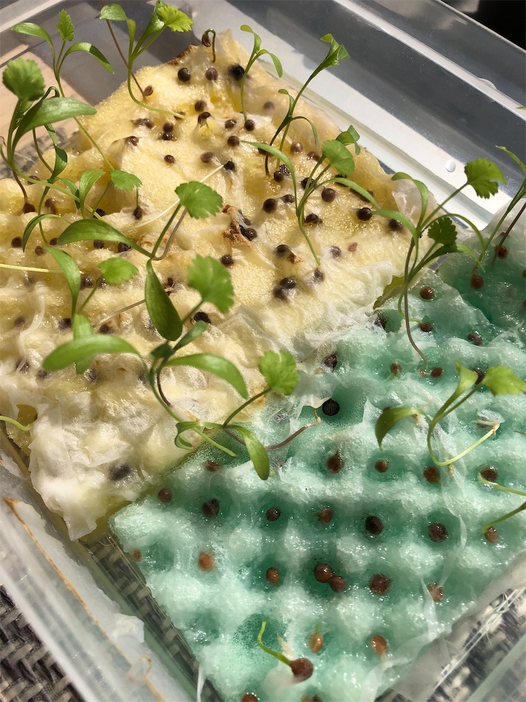 f:id:gororo2nyangororo:20201009025515j:image