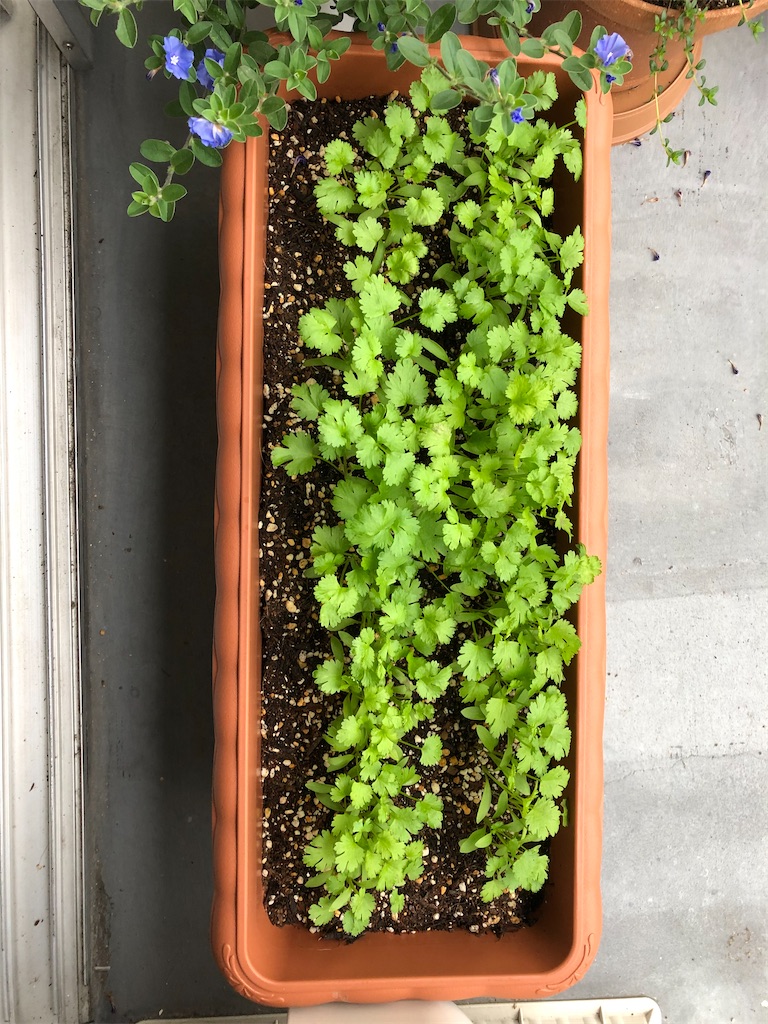 f:id:gororo2nyangororo:20201011004717j:image