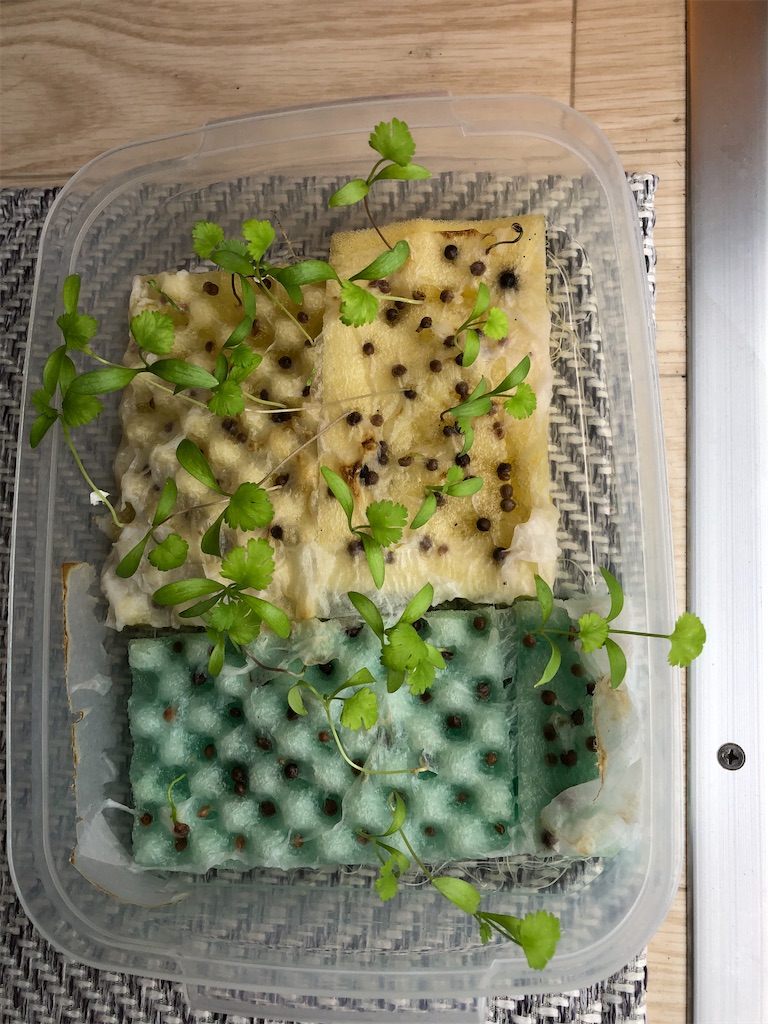 f:id:gororo2nyangororo:20201011005034j:image