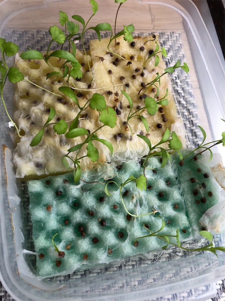 f:id:gororo2nyangororo:20201011005038j:image