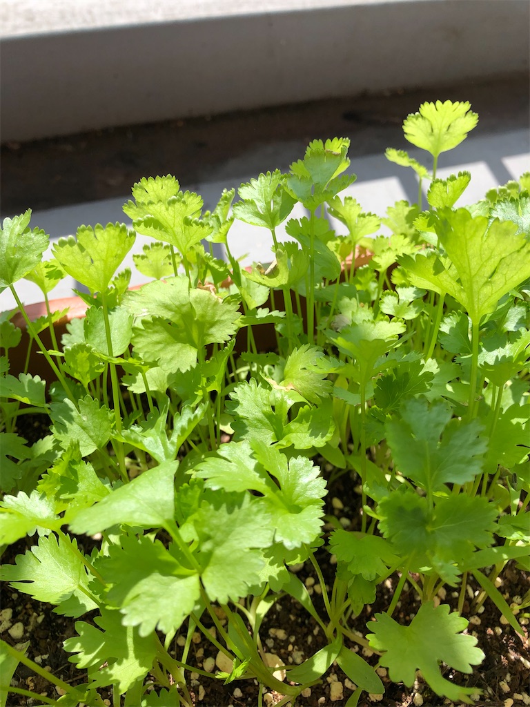 f:id:gororo2nyangororo:20201013202634j:image