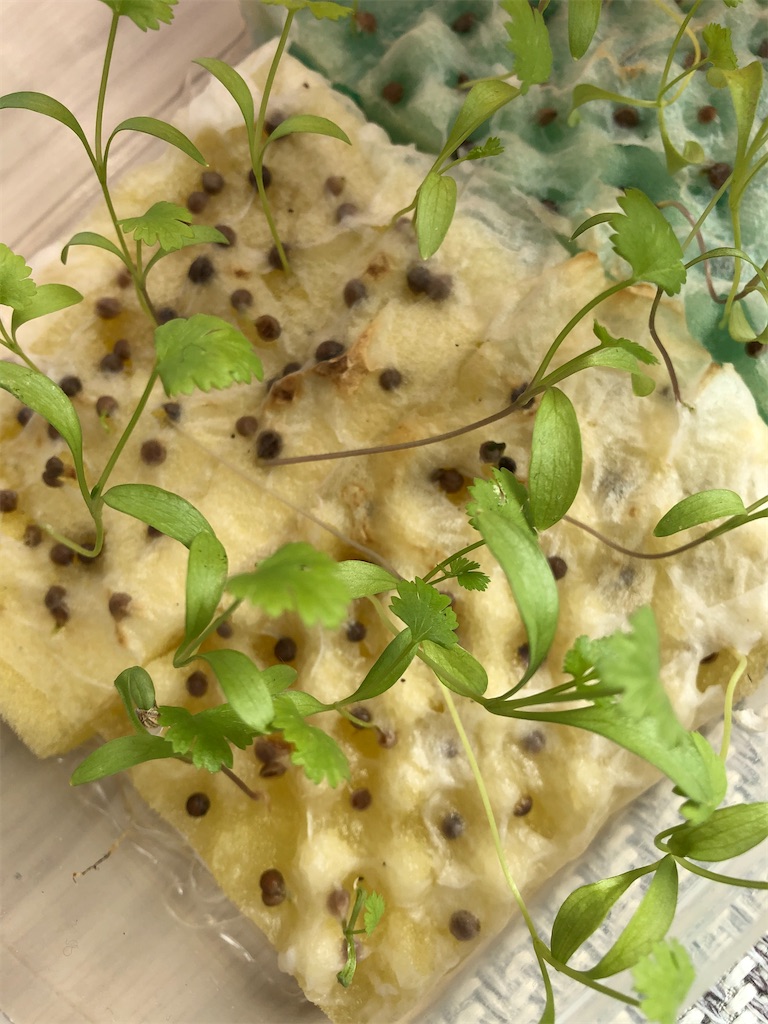 f:id:gororo2nyangororo:20201013202849j:image