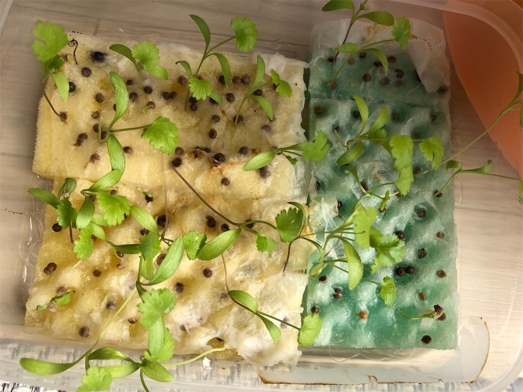 f:id:gororo2nyangororo:20201013202853j:image