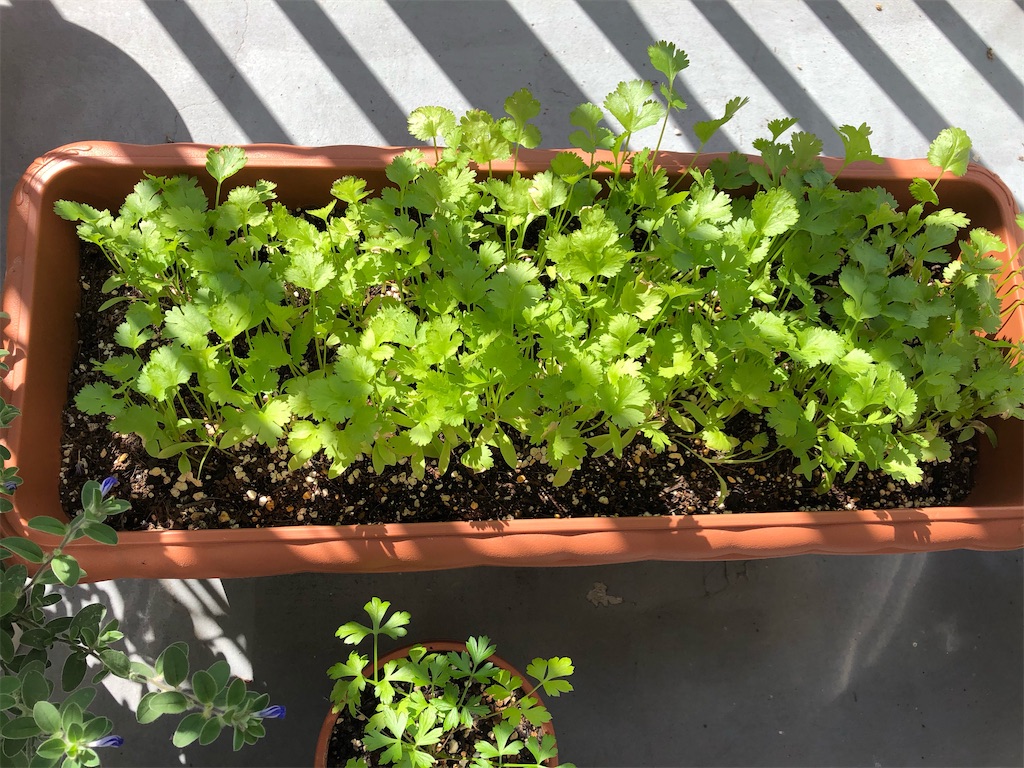 f:id:gororo2nyangororo:20201023161727j:image