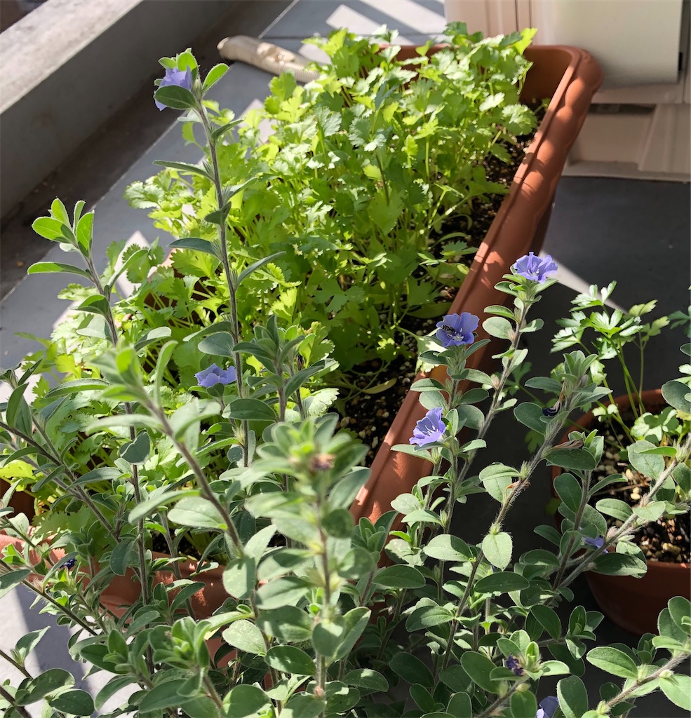 f:id:gororo2nyangororo:20201023161854j:image