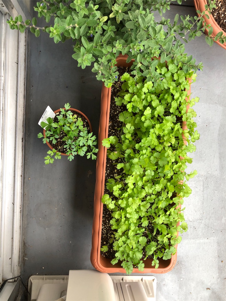 f:id:gororo2nyangororo:20201023162222j:image