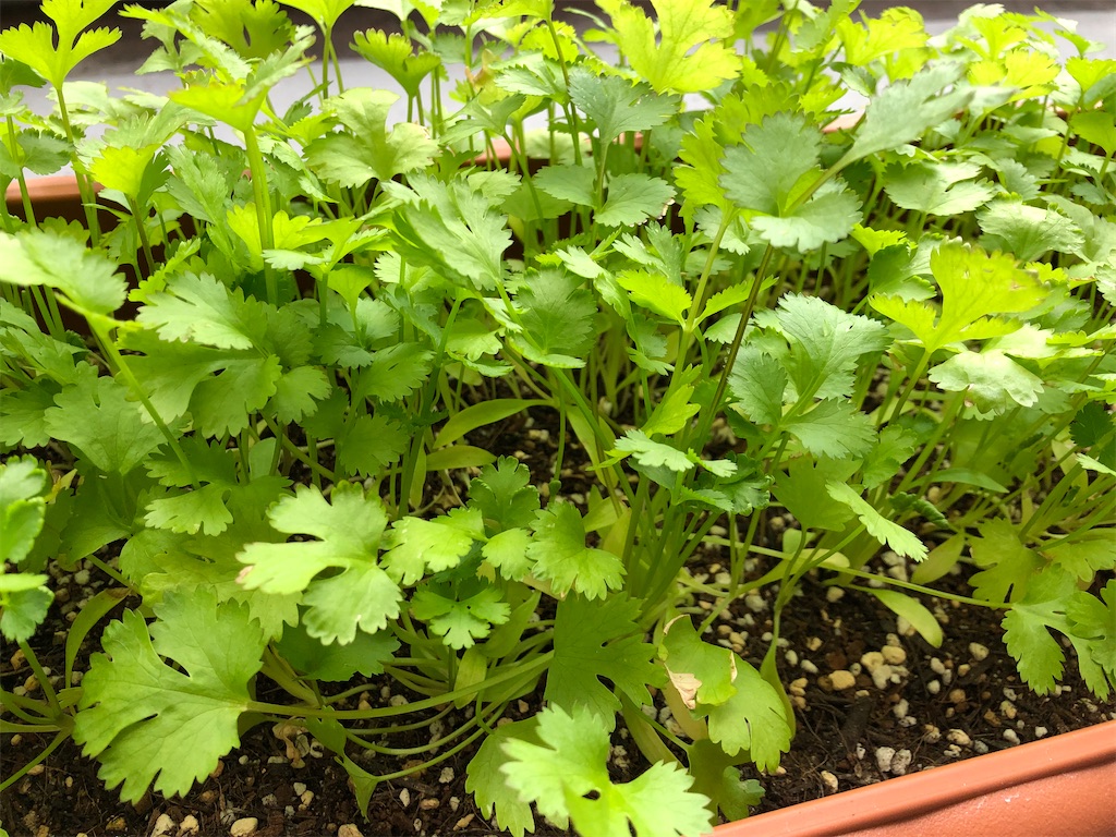 f:id:gororo2nyangororo:20201023162226j:image