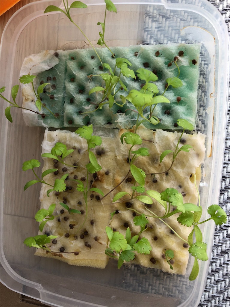 f:id:gororo2nyangororo:20201023162627j:image