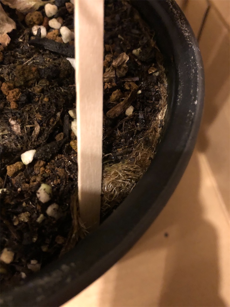 f:id:gororo2nyangororo:20201023174211j:image f:id:gororo2nyangororo:20201023174211j:image