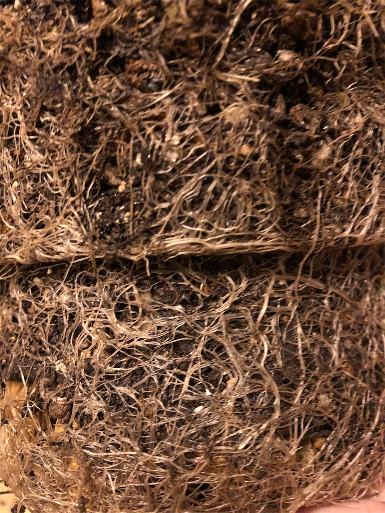 f:id:gororo2nyangororo:20201023180301j:image f:id:gororo2nyangororo:20201023180301j:image