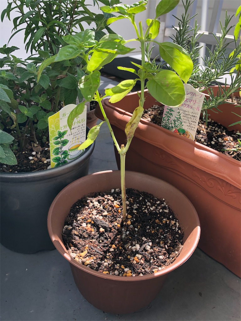 f:id:gororo2nyangororo:20201023182837j:image f:id:gororo2nyangororo:20201023182837j:image