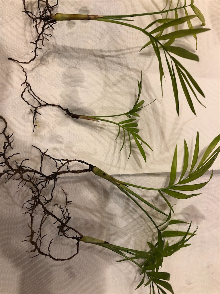 f:id:gororo2nyangororo:20201029130734j:image