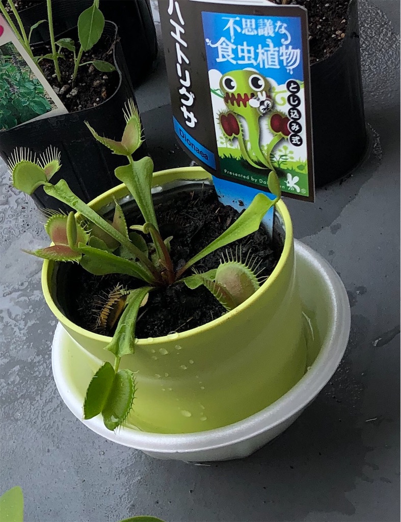 f:id:gororo2nyangororo:20201105143104j:image