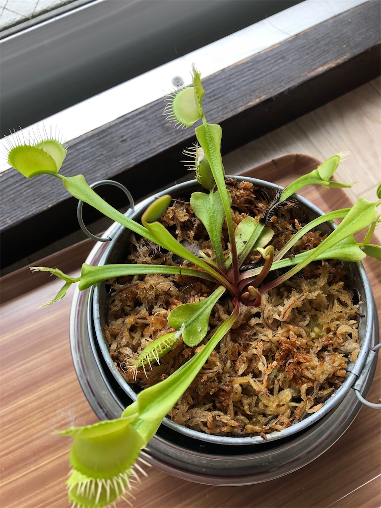 f:id:gororo2nyangororo:20201105150835j:image