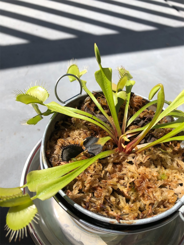 f:id:gororo2nyangororo:20201105150839j:image