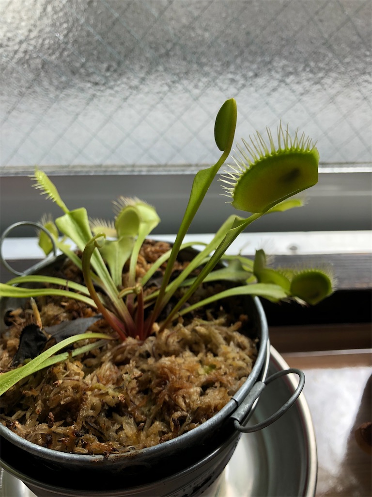 f:id:gororo2nyangororo:20201105151105j:image