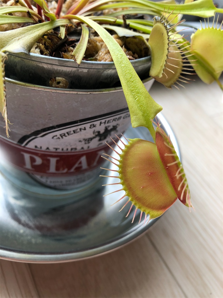 f:id:gororo2nyangororo:20201105151816j:image