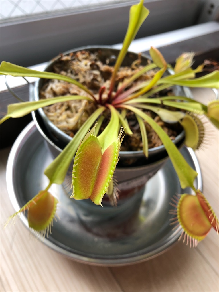 f:id:gororo2nyangororo:20201105151823j:image