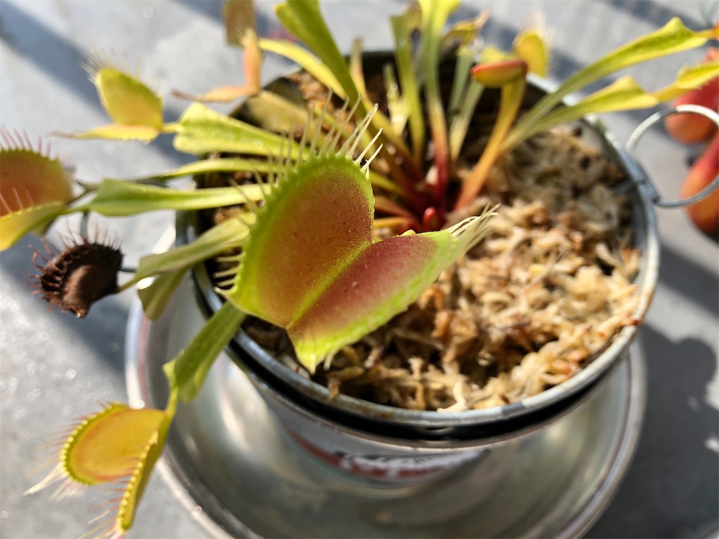 f:id:gororo2nyangororo:20201105153157j:image