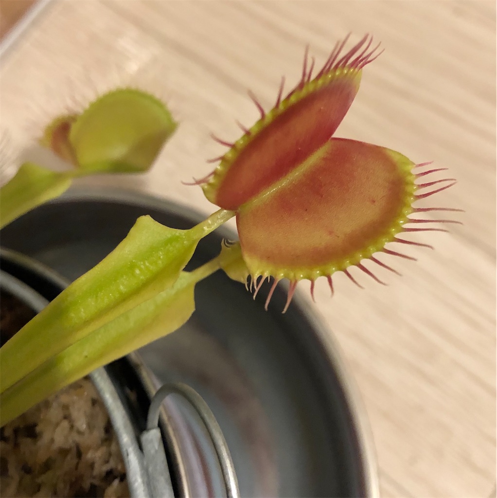 f:id:gororo2nyangororo:20201105153832j:image