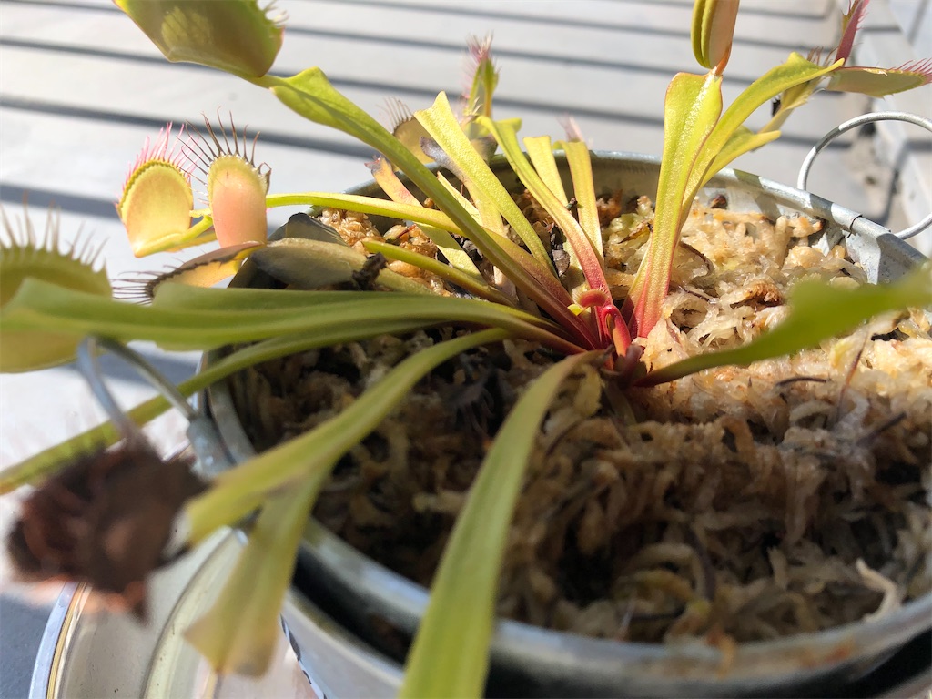 f:id:gororo2nyangororo:20201105154018j:image