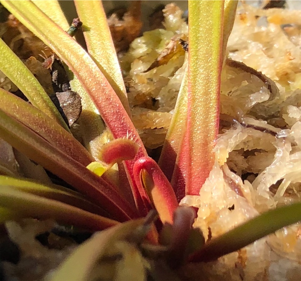 f:id:gororo2nyangororo:20201105155237j:image