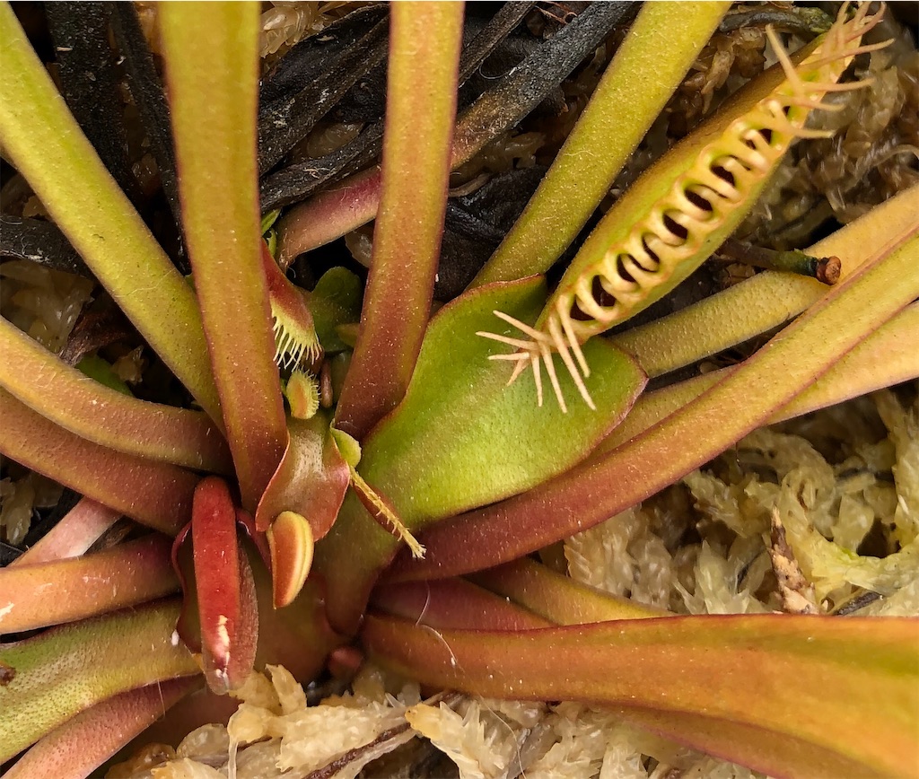 f:id:gororo2nyangororo:20201213123515j:image