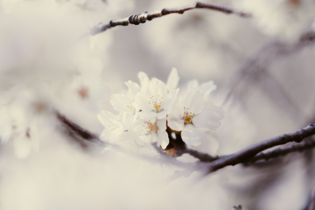 f:id:gorotaku:20180328163231j:plain f:id:gorotaku:20180328163231j:plain