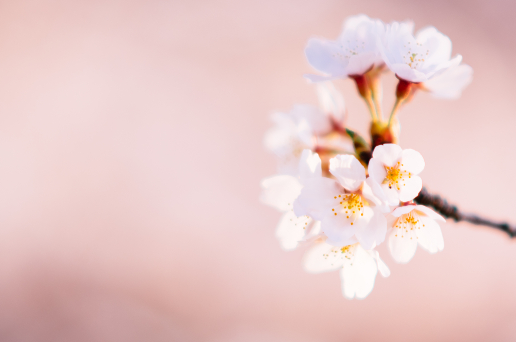 f:id:gorotaku:20180328164237j:plain f:id:gorotaku:20180328164237j:plain