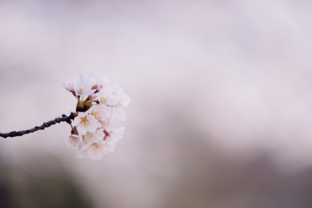 f:id:gorotaku:20180329114338j:plain f:id:gorotaku:20180329114338j:plain