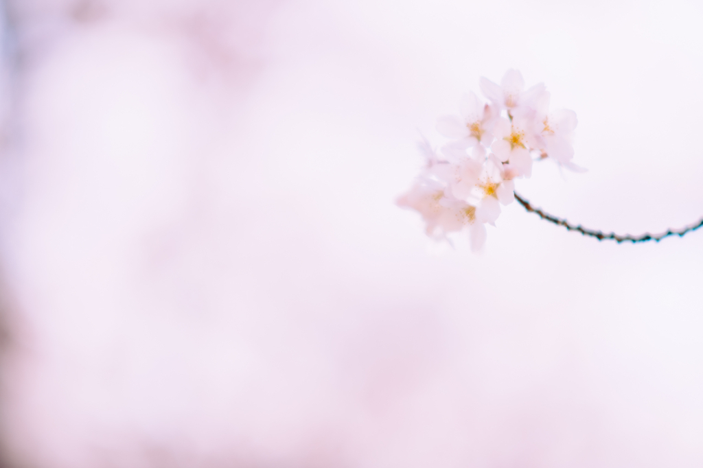 f:id:gorotaku:20180329114955j:plain f:id:gorotaku:20180329114955j:plain