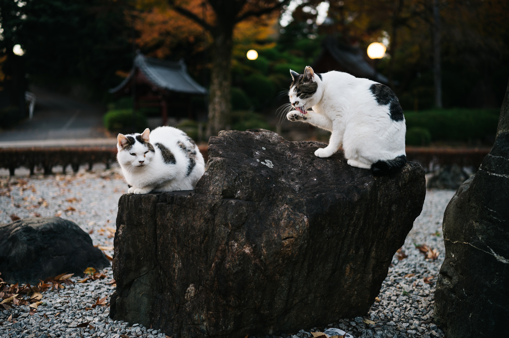 f:id:gorotaku:20181205160653j:plain f:id:gorotaku:20181205160653j:plain