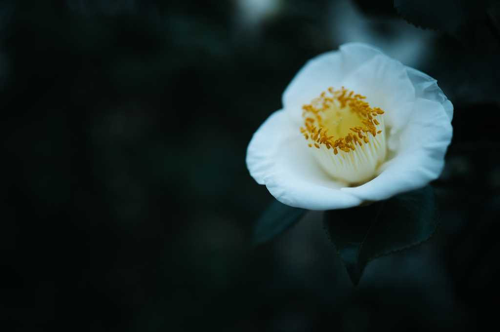 f:id:gorotaku:20181205162013j:plain f:id:gorotaku:20181205162013j:plain