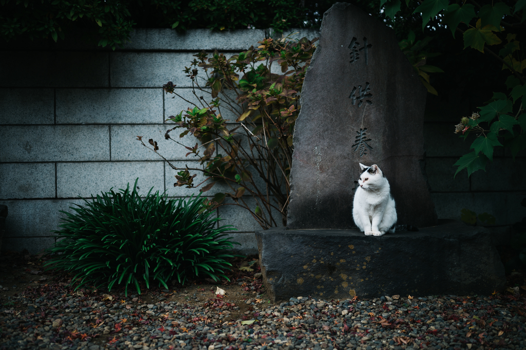 f:id:gorotaku:20181205162114j:plain f:id:gorotaku:20181205162114j:plain