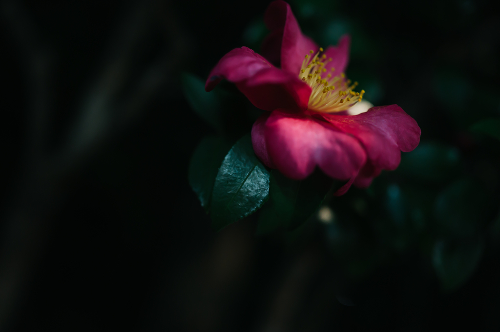 f:id:gorotaku:20181205204609j:plain f:id:gorotaku:20181205204609j:plain