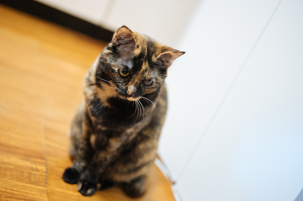 f:id:gorotaku:20190120003830j:plain