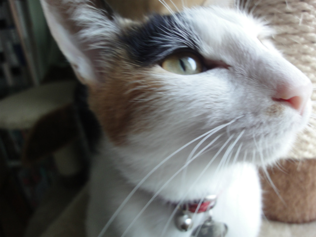 f:id:gosaku13:20120501081455j:image