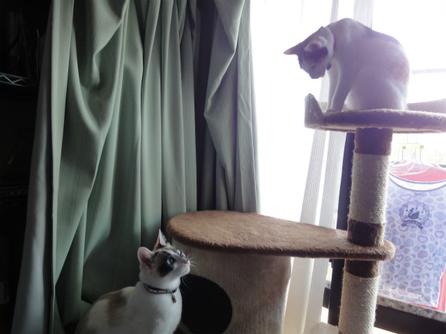 f:id:gosaku13:20120501081456j:image