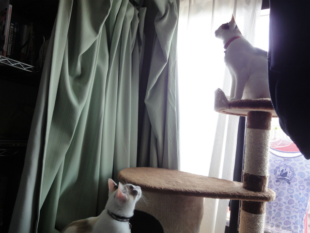 f:id:gosaku13:20120501081457j:image