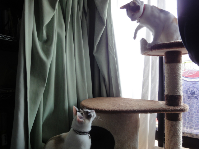 f:id:gosaku13:20120501081458j:image