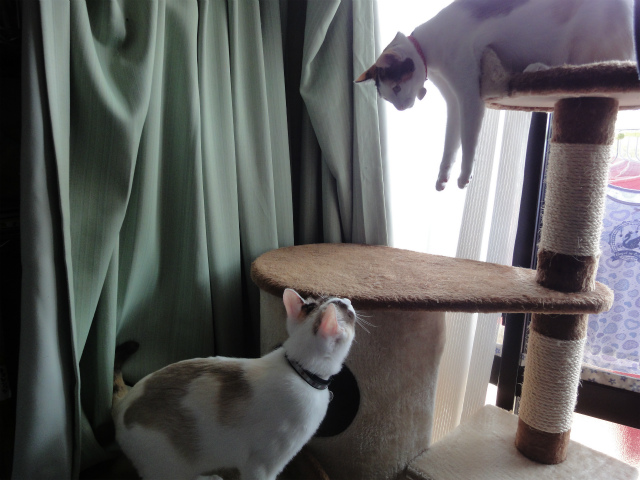 f:id:gosaku13:20120501081459j:image